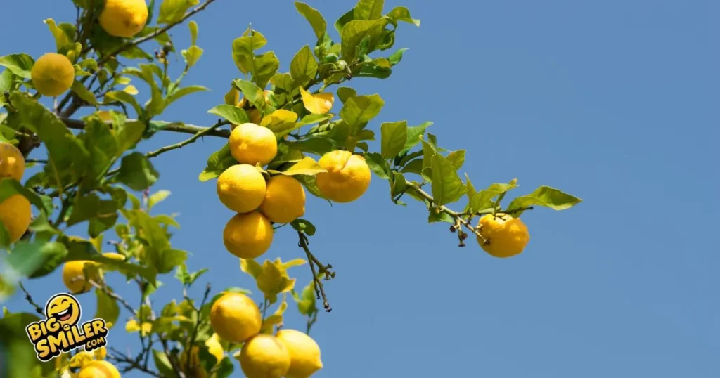 Family Friendly Lemon Jokes