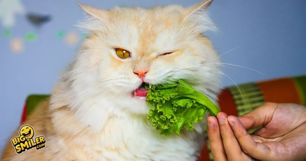 Funny Cat Food One Liners