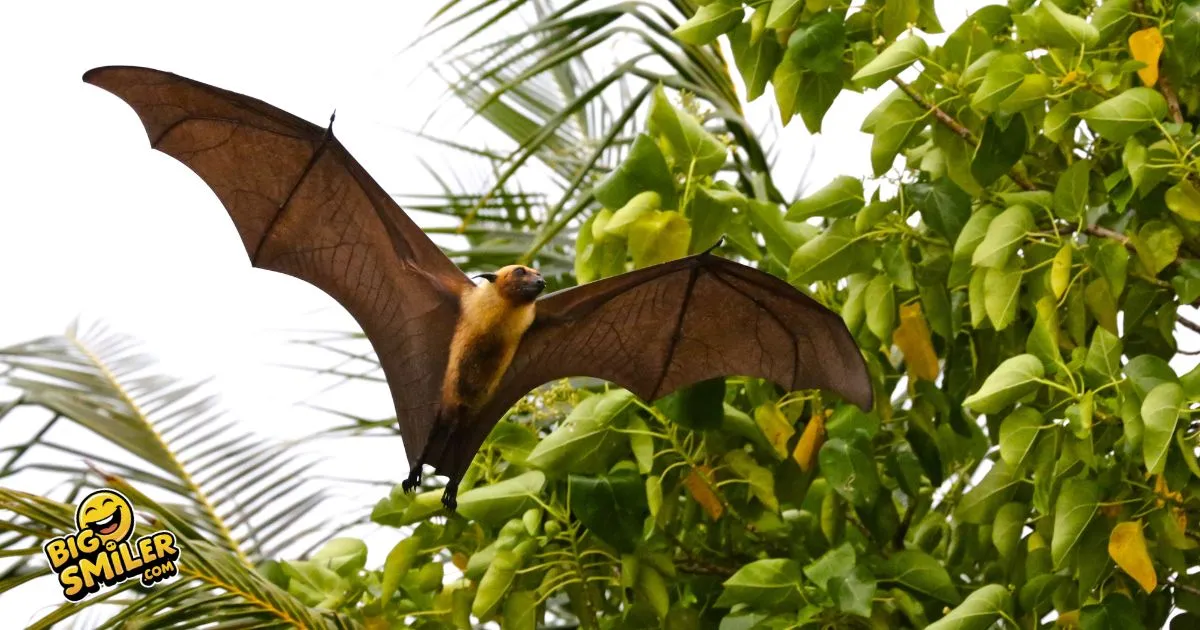 Bat Jokes