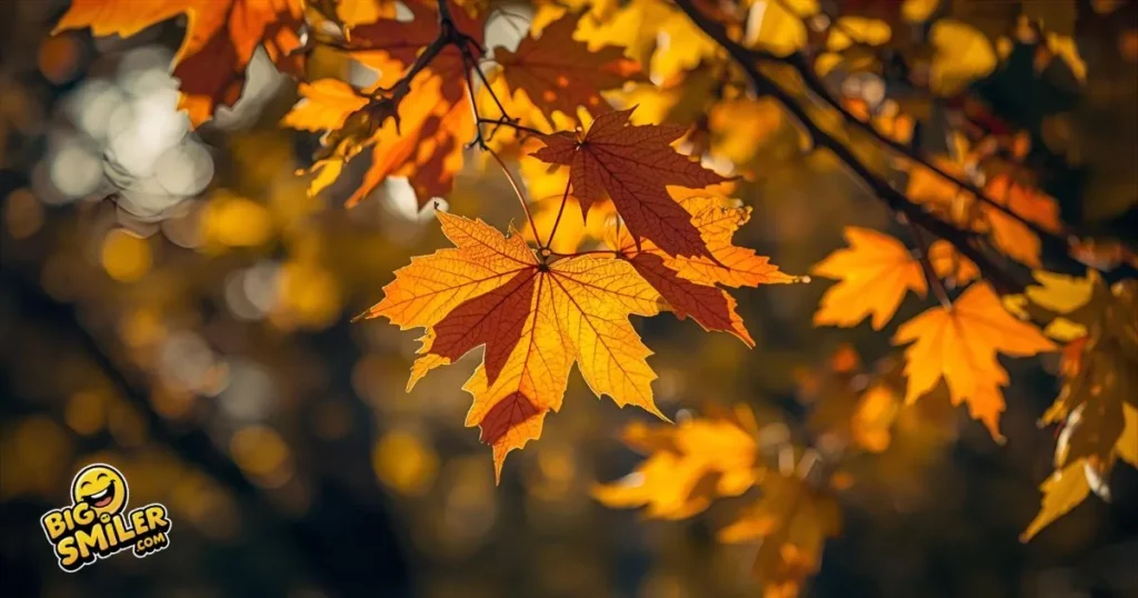 Cool November Puns