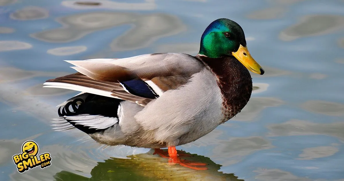 Duck Puns and Jokes