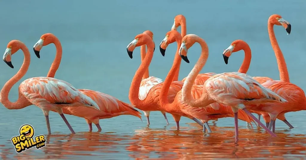 Flamingo Puns and Jokes one Liners