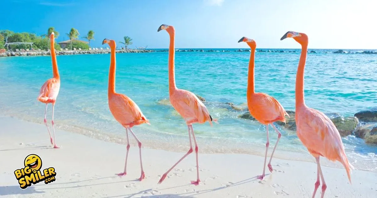 Flamingo Puns and Jokes