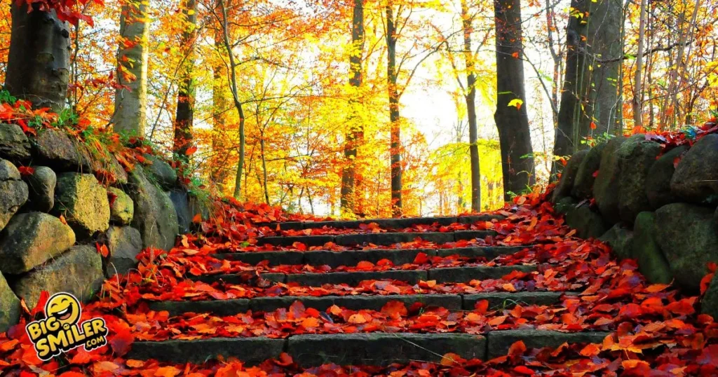 November Fall Jokes