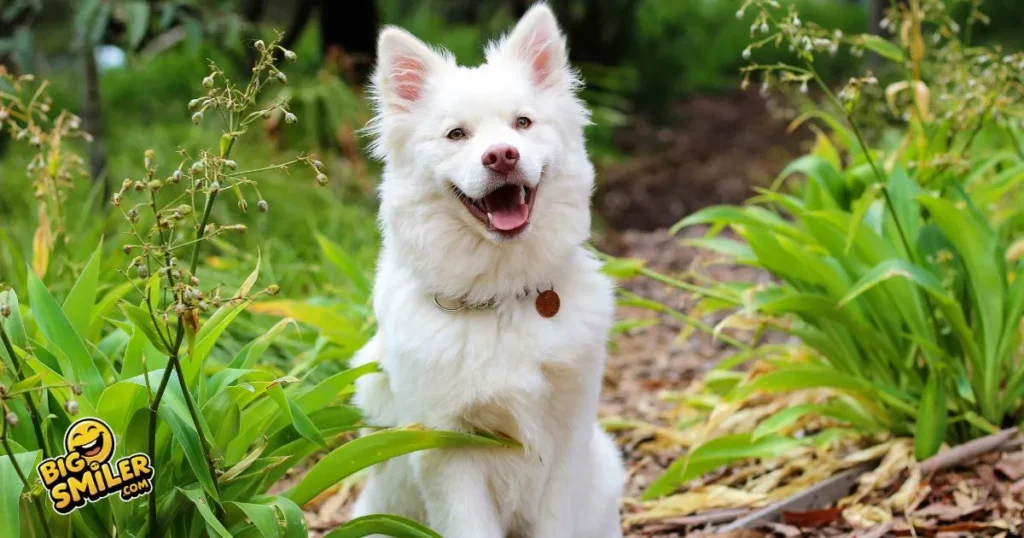 Quick Laugh Dog Jokes