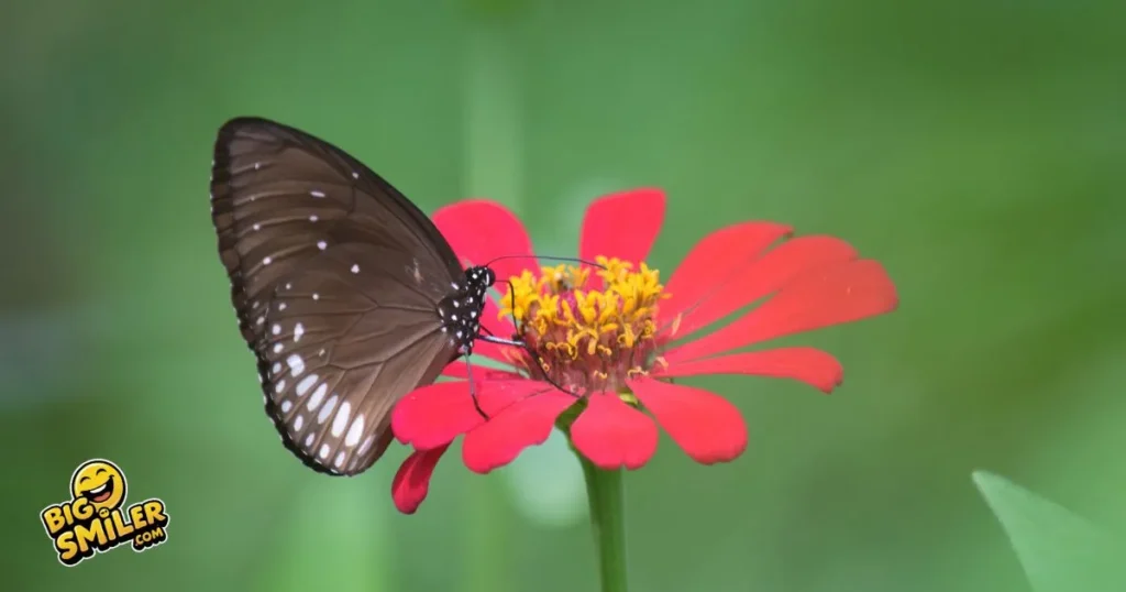 Unique Butterfly Jokes