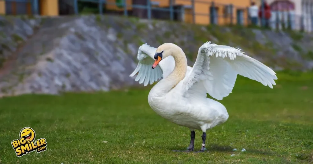 Short Swan Puns