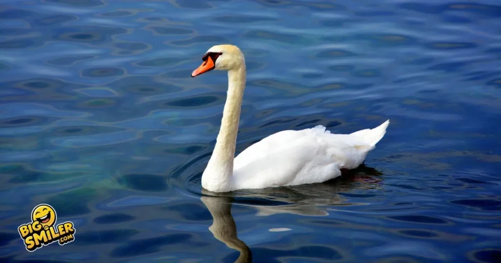 Swan Puns That Impress